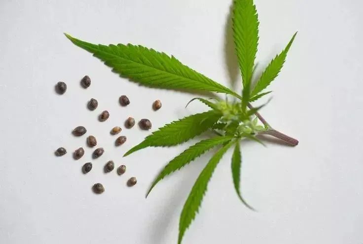 国内工业大麻大麻站上新起点？昆药集团成功选育6个高CBD含量品种并完成鉴定